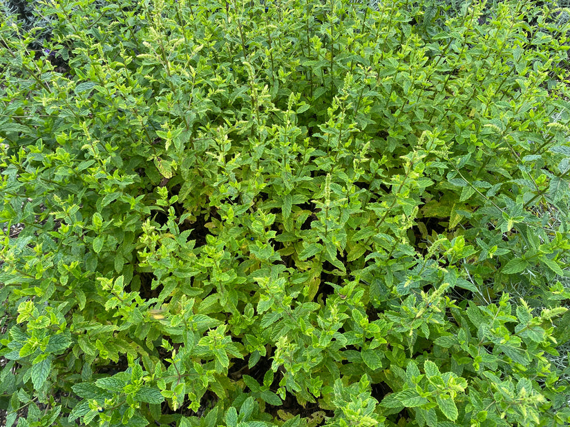 Marokkanische Minze - Mentha spicata 'Moroccan'