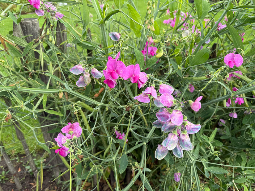 Dicke Erbsen - Lathyrus latifolius 'Rosa Perle'