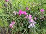 Dicke Erbsen - Lathyrus latifolius 'Rosa Perle'