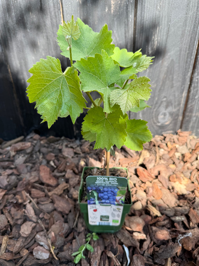 Bio-Traube (weiß) - Vitis Boskoop Glory