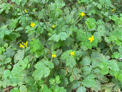 Schöllkraut - Chelidonium majus