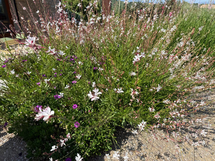 Schöne Bio-Kerze – Gaura lindheimeri. „Wirbelnde Schmetterlinge“
