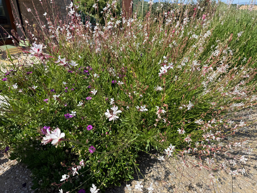 Schöne Bio-Kerze – Gaura lindheimeri. „Wirbelnde Schmetterlinge“