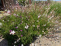 Schöne Bio-Kerze – Gaura lindheimeri. „Wirbelnde Schmetterlinge“