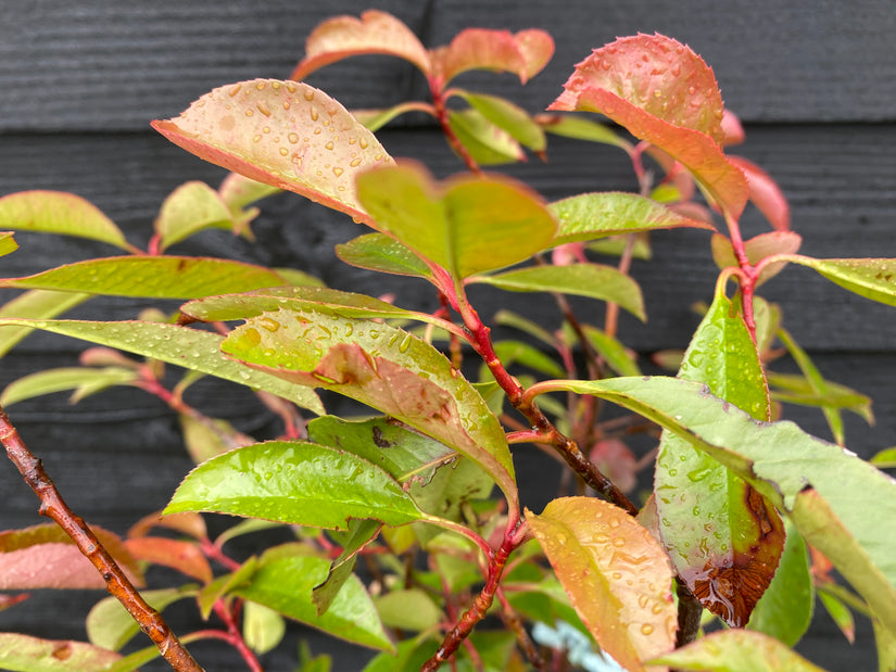 Glanzmispel - Photinia x fraseri 'Red Robin'