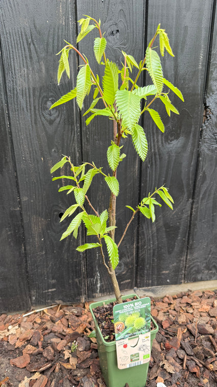 Mehrstämmige Edelkastanie (schnell tragend) - Castanea Sativa bio