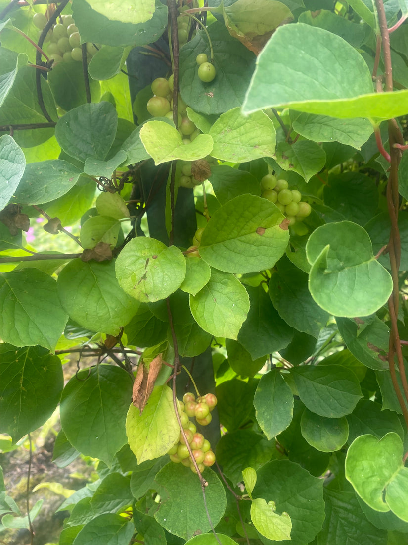 Pfefferbeere - Schisandra chinensis