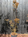 Roter Perückenbaum - Cotinus coggygria 'Royal Purple'