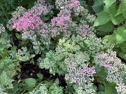 Mauerpfeffer - Sedum spectabile 'Septemberglut'