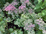 Mauerpfeffer - Sedum spectabile 'Septemberglut'