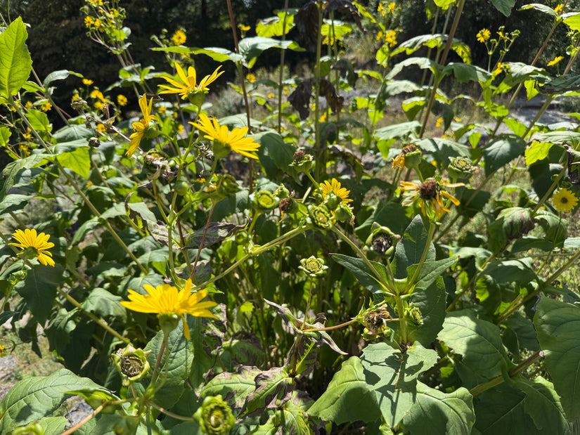 Sonnenblume - Silphium perfoliatum