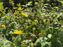 Sonnenblume - Silphium perfoliatum