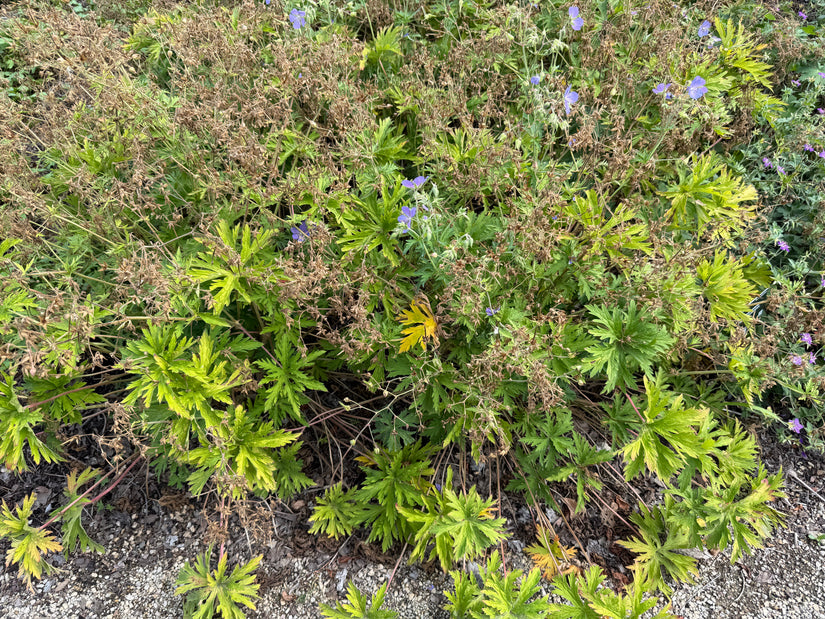 Wiesen-Storchschnabel - Geranium pratense