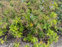 Wiesen-Storchschnabel - Geranium pratense