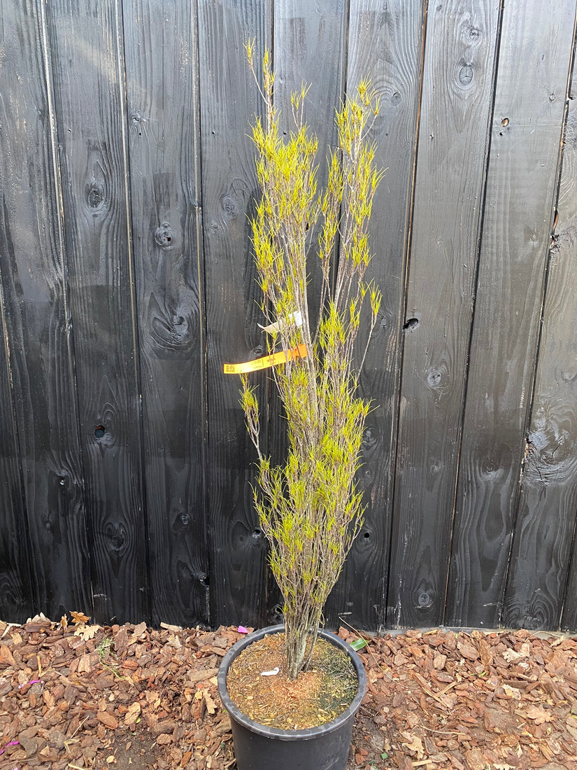 Schmalblättriges Erlenholz - Frangula alnus 'Fine Line'