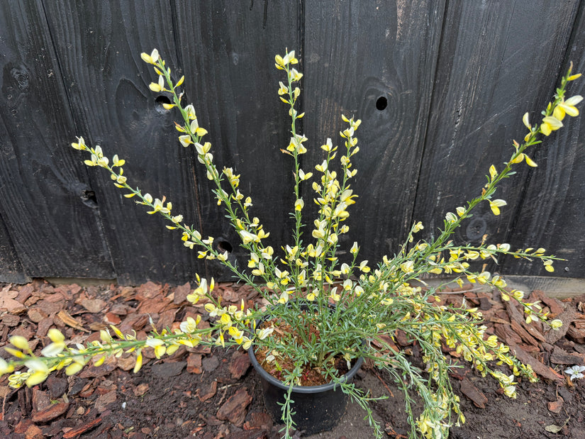 Ginster (heimisch) - Cytisus praecox TIP