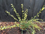 Ginster (heimisch) - Cytisus praecox TIP