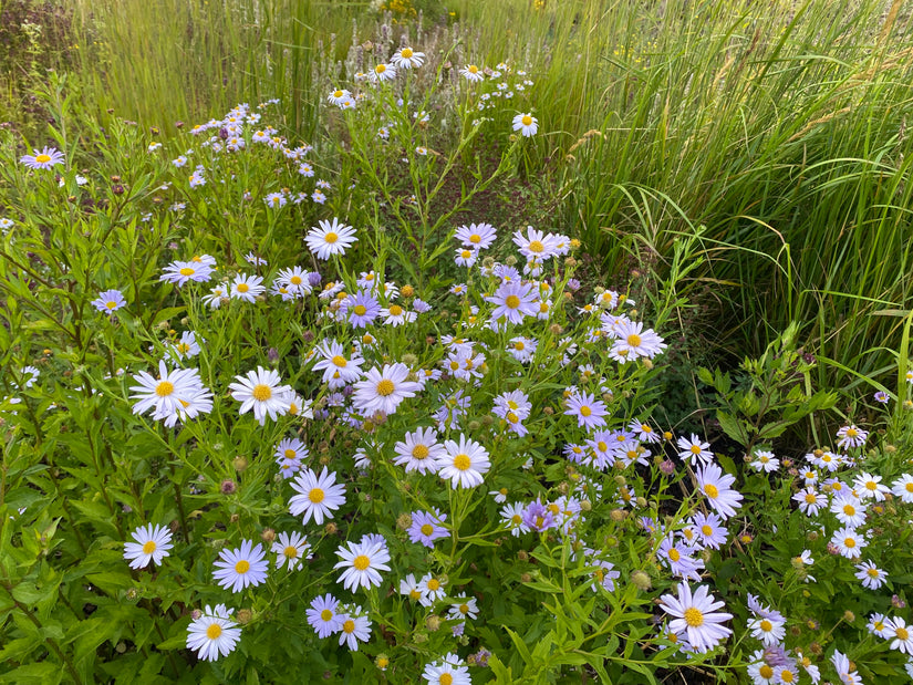 Kalimeris - Kalimeris incisa 'Blue Star'