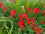 Montbretia - Crocosmia 'Lucifer' TIPP