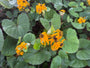 Greiskraut - Ligularia dentata 'Othello'