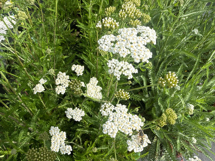 Gewöhnliche Schafgarbe - Achillea millefolium 'White Beauty'