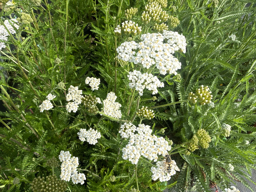 Gewöhnliche Schafgarbe - Achillea millefolium 'White Beauty'
