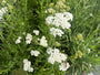 Gewöhnliche Schafgarbe - Achillea millefolium 'White Beauty'