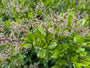 Mehrstämmiger Liguster - Ligustrum japonicum 'Texanum' (immergrüner Zierstrauch)