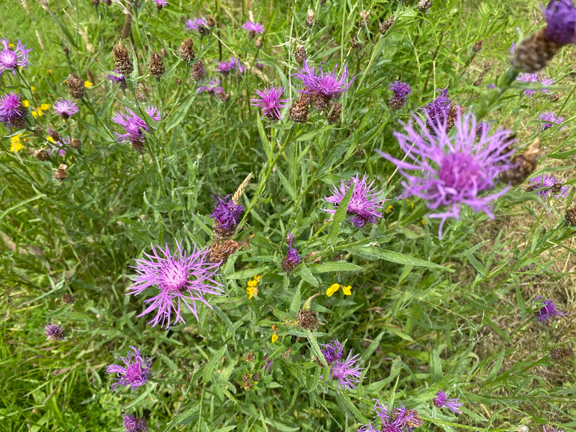 Flockenblume - Centaurea jacea