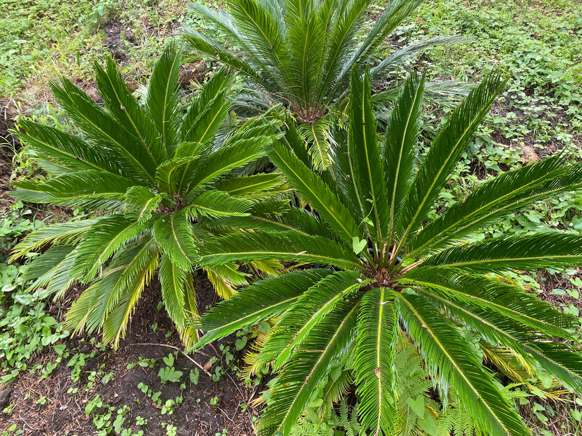 Friedenspalme - Cycas revoluta