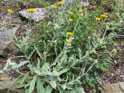 Habichtskraut - Hieracium villosum