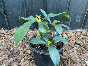 30-40 cm, C3