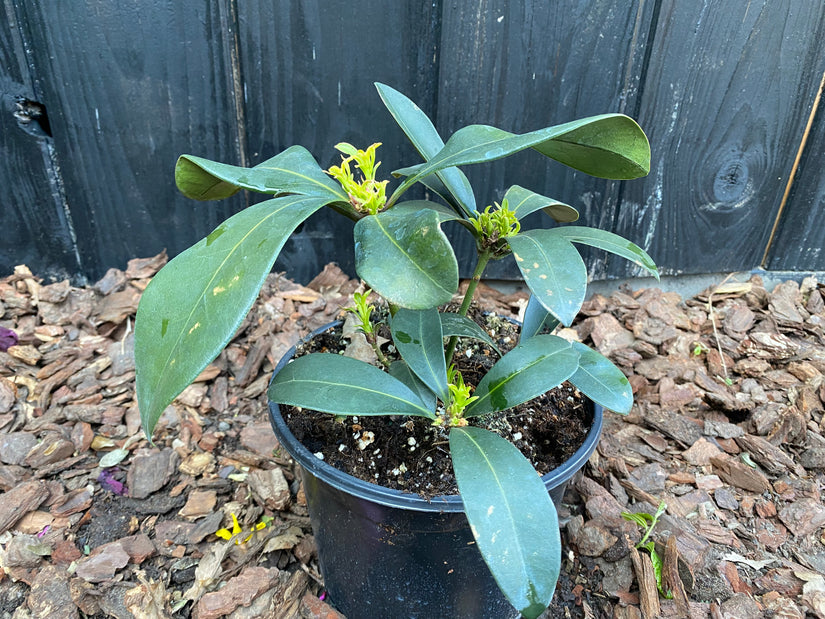 Skimmia - Skimmia japonica 'Rubella'