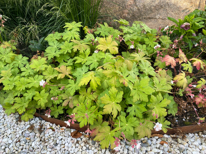 Storchschnabel - Geranium Macrorrhizum 'Ingwersen's Variety'