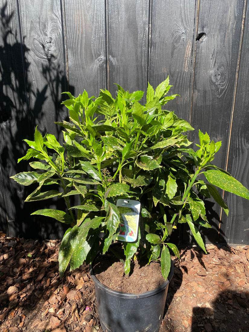 Brotfrucht (Wintergrün) - Aucuba japonica 'Variegata'