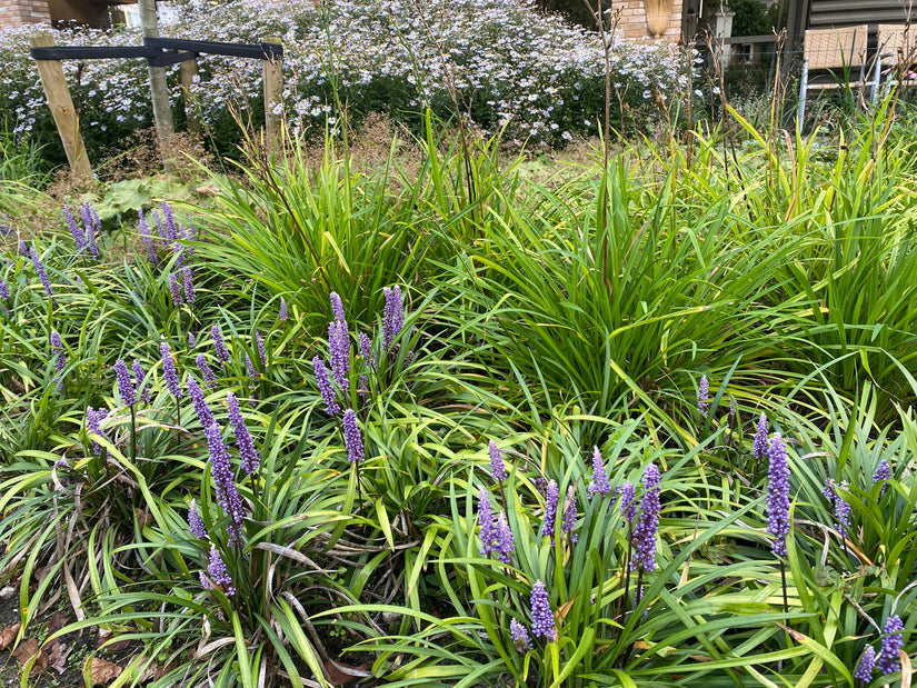 Liliengras - Liriope muscari 'Ingwersen'