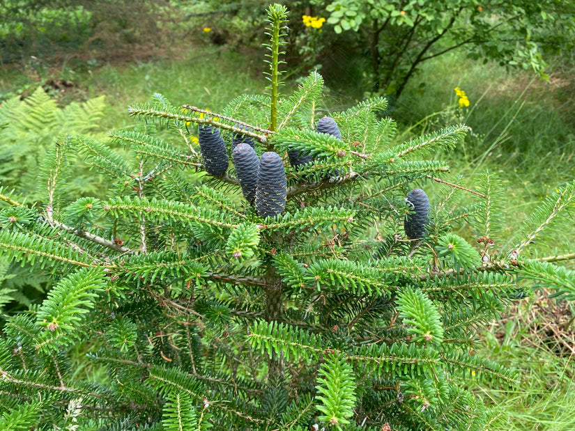 Pazifische Weißtanne - Abies amabilis 'Spreading Star'