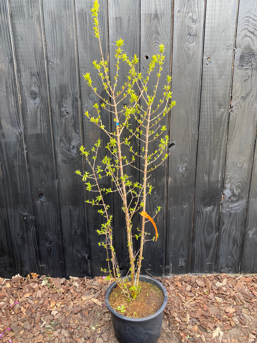 Melonenbaum - Chimonanthus praecox (Wintersüße)