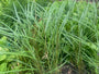 Wunderschönes Schilfrohr - Miscanthus sinensis 'Ferner Osten'