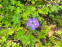 Storchschnabel - Geranium wallichianum 'Buxton's Variety'