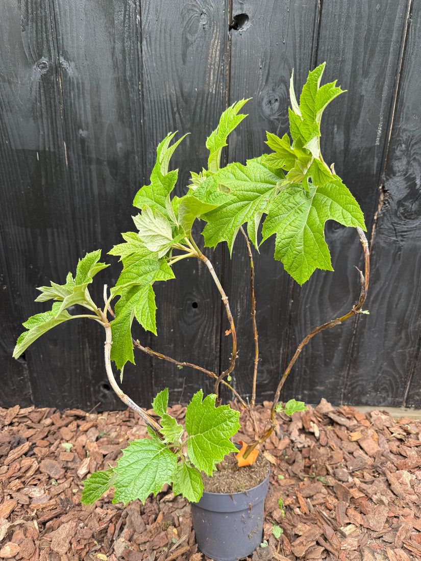 Eichenlaubhortensie - Hydrangea quercifolia