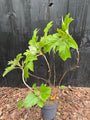 Eichenlaubhortensie - Hydrangea quercifolia