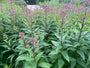 Lila Leberblümchen - Eupatorium purpureum