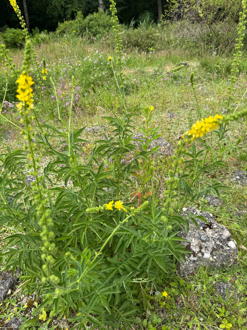 Gemeiner Agrimony - Agrimonia eupatoria