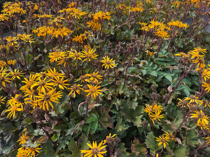 Greiskraut - Ligularia dentata 'Desdemona'