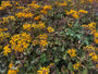 Greiskraut - Ligularia dentata 'Desdemona'