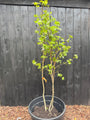 Mehrstämmiger Amberbaum - Liquidambar styraciflua