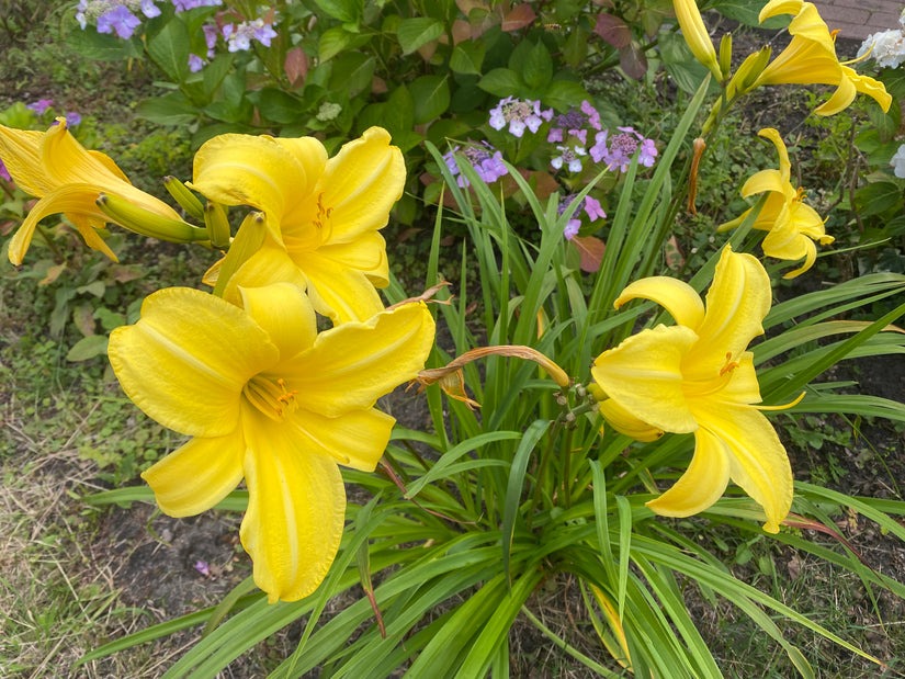 Taglilie - Hemerocallis 'Green Flutter'