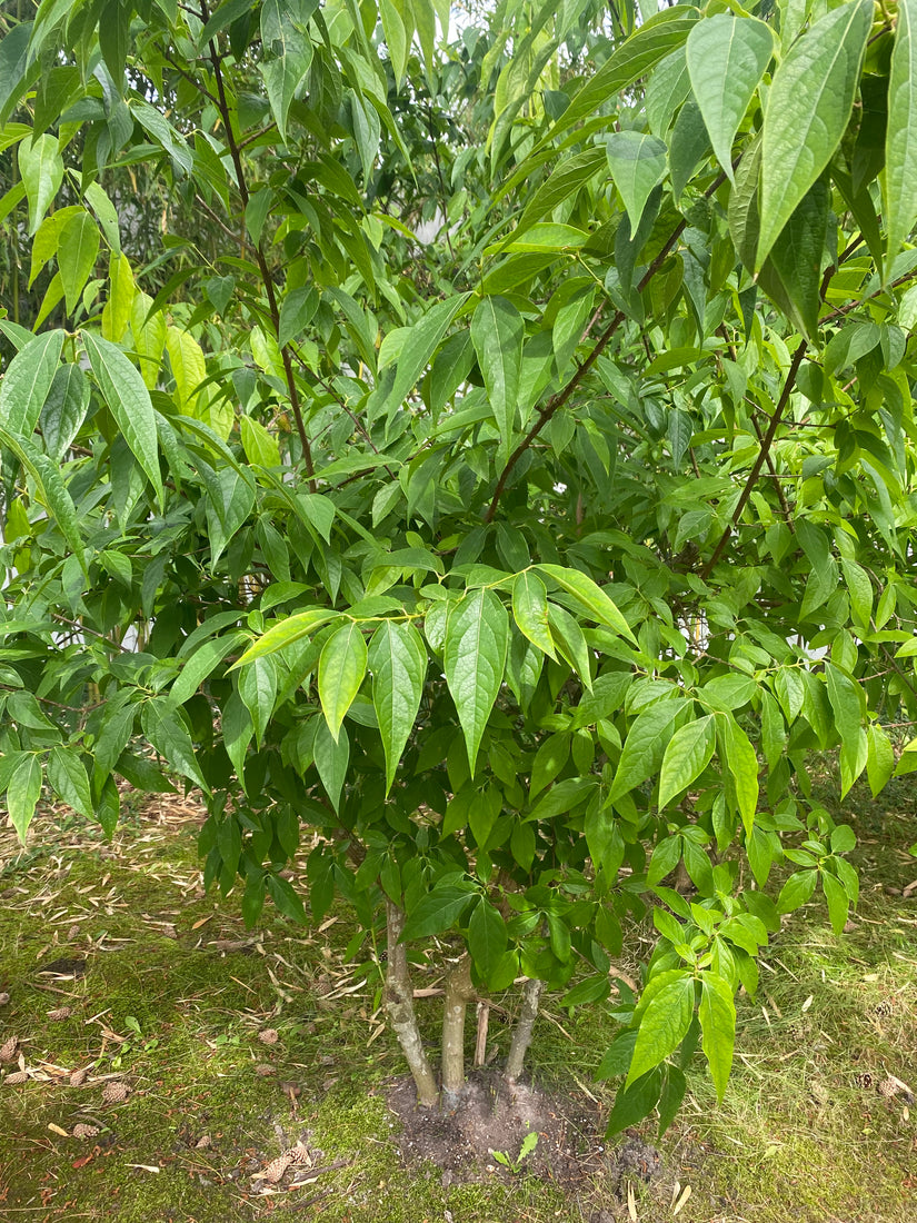 Melonenbaum - Chimonanthus praecox