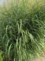 Bio-Fingergras - Panicum virgatum 'Rehbraun'